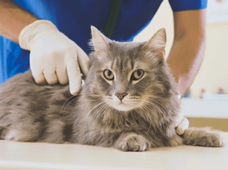 chat chez le vétérinaire